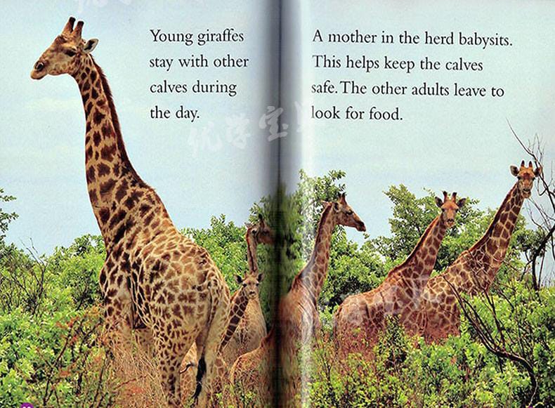 National Geographic Readers: Caterpillar to Butterfly 25 books (level 1)