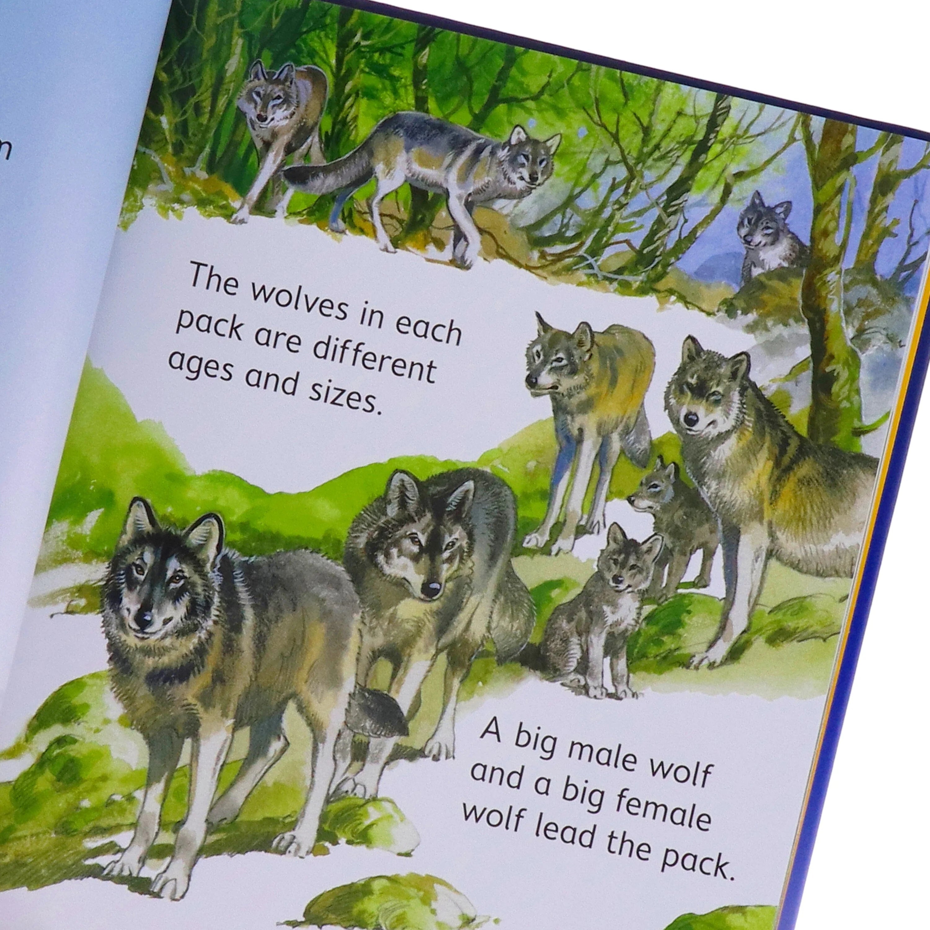 Usborne Beginners Animals Series 10 Books Collection Box Set