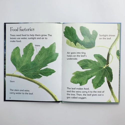 Usborne Beginners Nature 10 Books Box Set Collection (Reptiles, Rainforests,Tre)